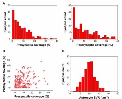 Spontaneous Ca2+ Fluctuations Arise in Thin Astrocytic Processes With Real 3D Geometry